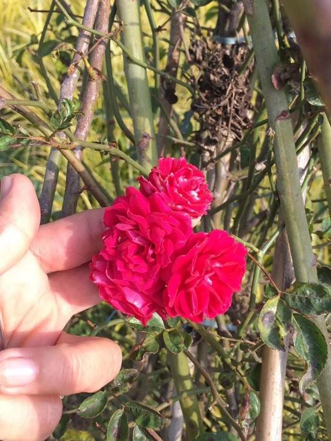 <a href='http://www.njszjj.com/linmuzhongzi/1702.html' target='_blank'>薔薇</a>花