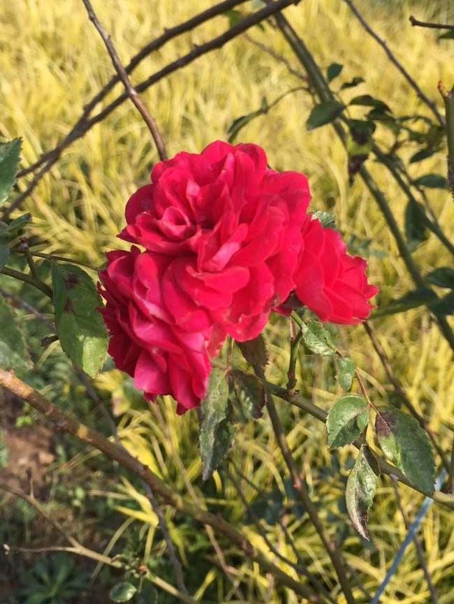 <a href='http://www.njszjj.com/tengbenpanyuanzhiwu/3421.html' target='_blank'>薔薇花</a>