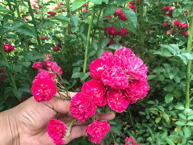 <a href='http://www.njszjj.com/linmuzhongzi/1702.html' target='_blank'>薔薇</a>花