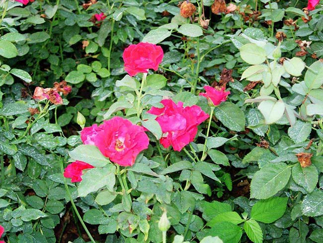 <a href='http://www.njszjj.com/dibeiguanmu/3565.html' target='_blank'>豐花月季</a>