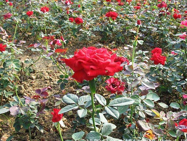 紅帽<a href='http://www.njszjj.com/tengbenpanyuanzhiwu/3570.html' target='_blank'>月季</a>