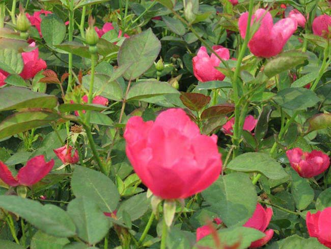 <a href='http://www.njszjj.com/dibeiguanmu/3567.html' target='_blank'>紅帽月季</a>