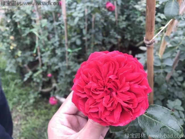 藤本<a href='http://www.njszjj.com/tengbenpanyuanzhiwu/3570.html' target='_blank'>月季</a>
