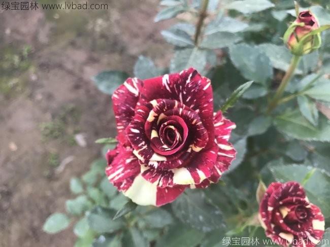 歐月<a href='http://www.njszjj.com/linmuzhongzi/1700.html' target='_blank'>月季花</a>苗