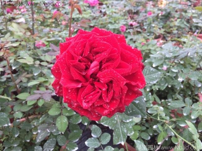 歐月<a href='http://www.njszjj.com/linmuzhongzi/1700.html' target='_blank'>月季花</a>苗