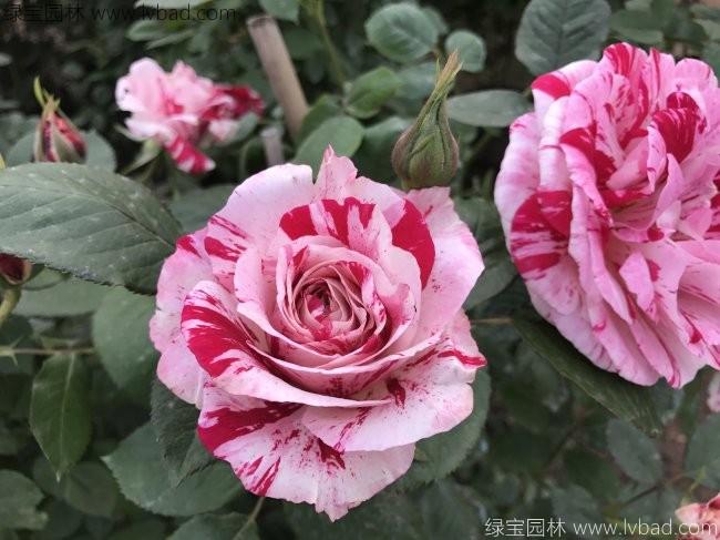 歐月<a href='http://www.njszjj.com/tengbenpanyuanzhiwu/3570.html' target='_blank'>月季</a>花苗