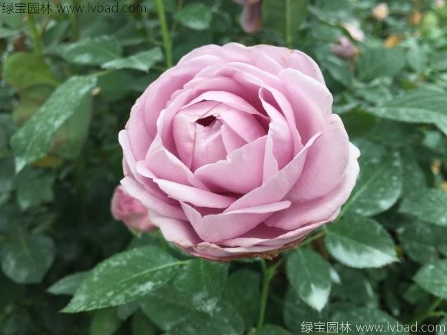 <a href='http://www.njszjj.com/linmuzhongzi/1700.html' target='_blank'>月季花</a>