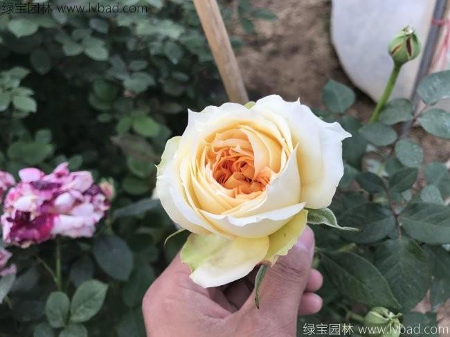 <a href='http://www.njszjj.com/tengbenpanyuanzhiwu/3570.html' target='_blank'>月季</a>花