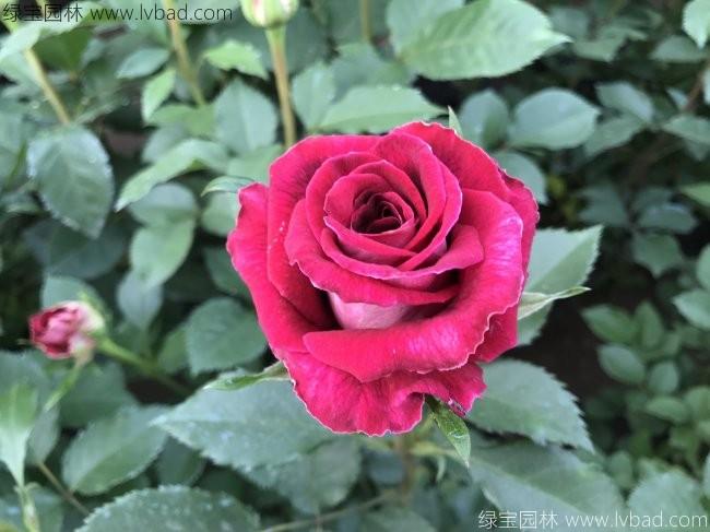 <a href='http://www.njszjj.com/tengbenpanyuanzhiwu/3570.html' target='_blank'>月季</a>花