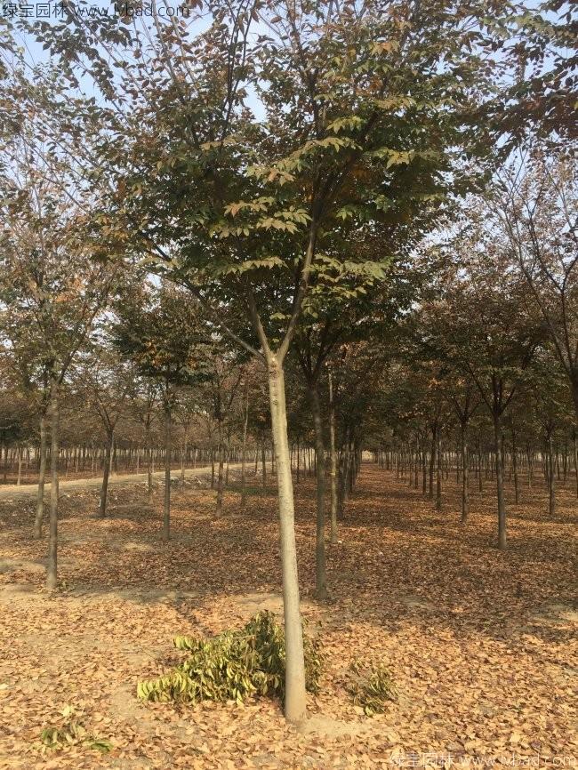 <a href='http://www.njszjj.com/xingdaoshu/3379.html' target='_blank'>紅櫸樹</a>