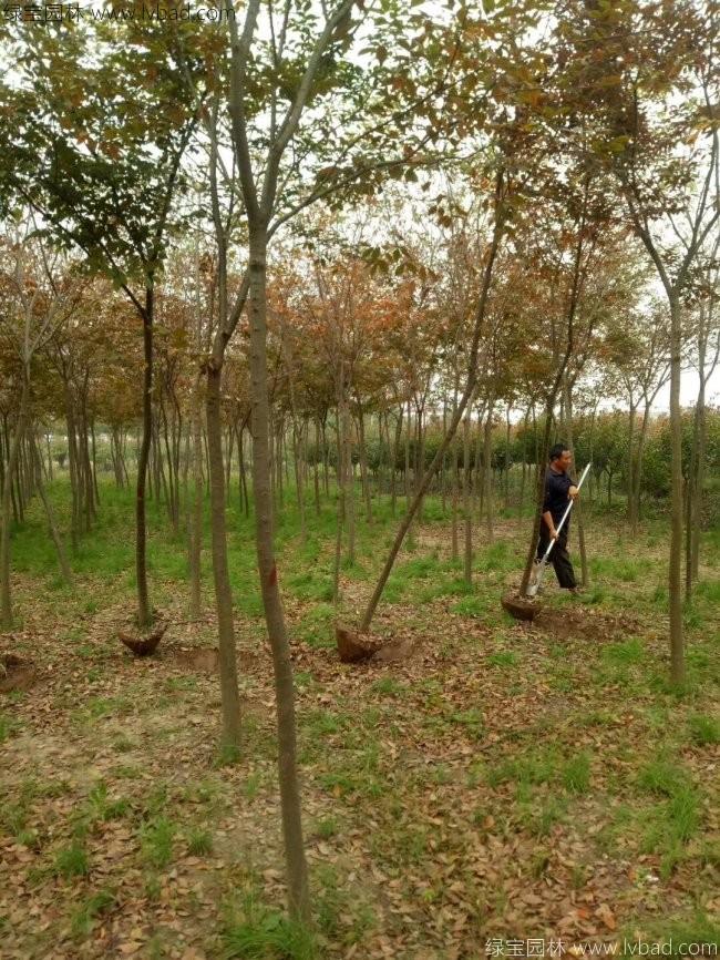 <a href='http://www.njszjj.com/xingdaoshu/3379.html' target='_blank'>紅櫸樹</a>