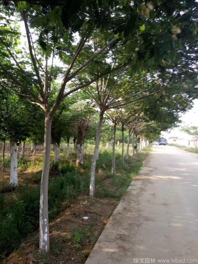 合歡樹(shù)