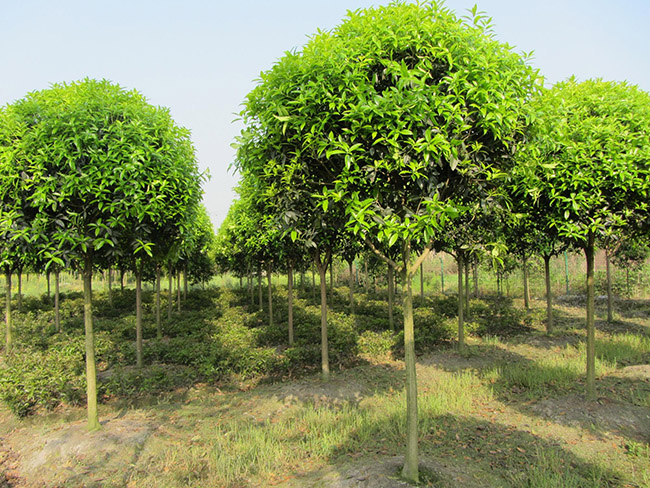 <a href='http://www.njszjj.com/linmuzhongzi/1768.html' target='_blank'>桂花</a>樹