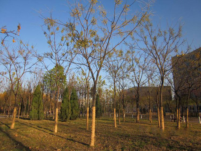<a href='http://www.njszjj.com/xingdaoshu/3368.html' target='_blank'>苦楝樹</a>