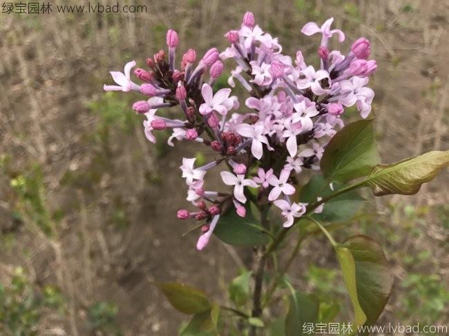 <a href='http://www.njszjj.com/dibeiguanmu/3581.html' target='_blank'>丁香花</a>