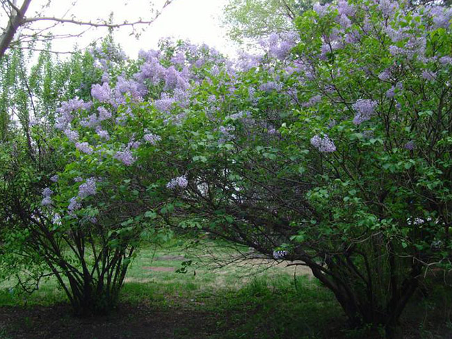 <a href='http://www.njszjj.com/dibeiguanmu/3581.html' target='_blank'>丁香花</a>