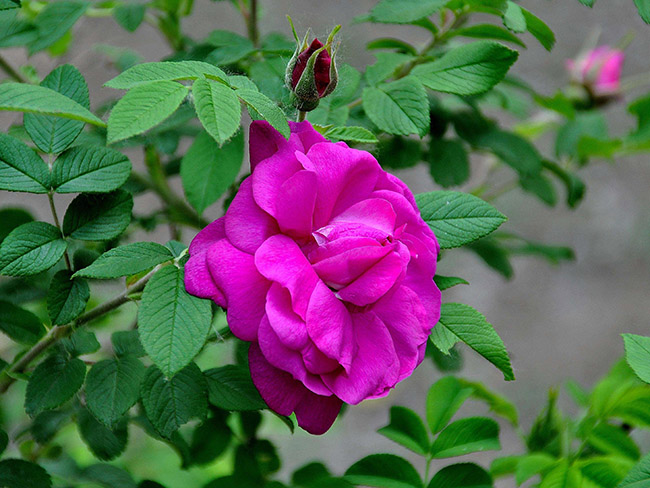 <a href='http://www.njszjj.com/dibeiguanmu/3576.html' target='_blank'>紅刺玫</a>