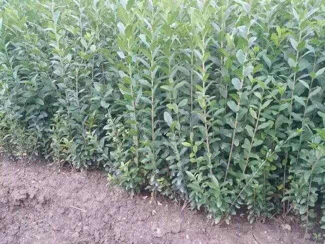 水臘苗<a href='http://www.njszjj.com/linmuzhongzi/1732.html' target='_blank'>水蠟</a>小苗基地 水臘苗<a href='http://www.njszjj.com/linmuzhongzi/1732.html' target='_blank'>水蠟</a>小苗基地