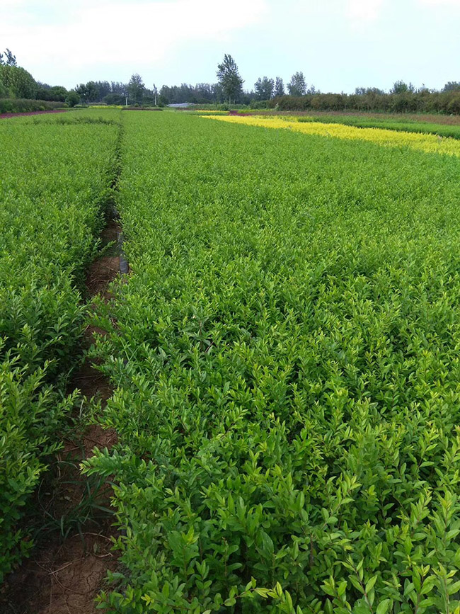 水臘苗<a href='http://www.njszjj.com/linmuzhongzi/1732.html' target='_blank'>水蠟</a>小苗基地 水臘苗<a href='http://www.njszjj.com/linmuzhongzi/1732.html' target='_blank'>水蠟</a>小苗基地