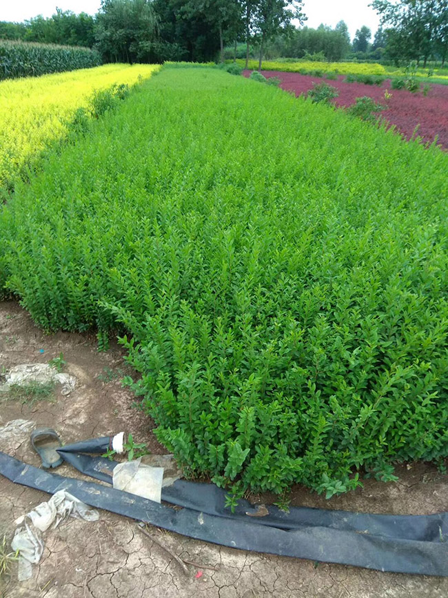 水臘苗<a href='http://www.njszjj.com/linmuzhongzi/1732.html' target='_blank'>水蠟</a>小苗基地 水臘苗<a href='http://www.njszjj.com/linmuzhongzi/1732.html' target='_blank'>水蠟</a>小苗基地