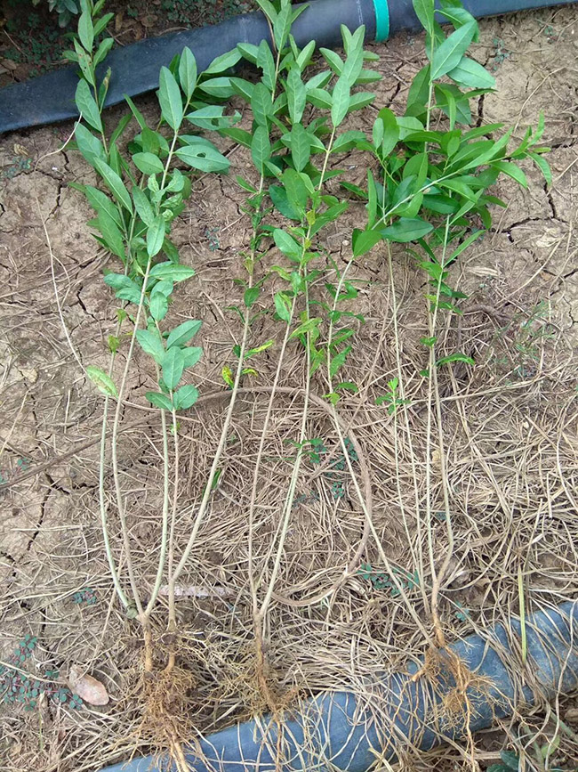 水臘苗水蠟小苗基地 水臘苗水蠟小苗基地