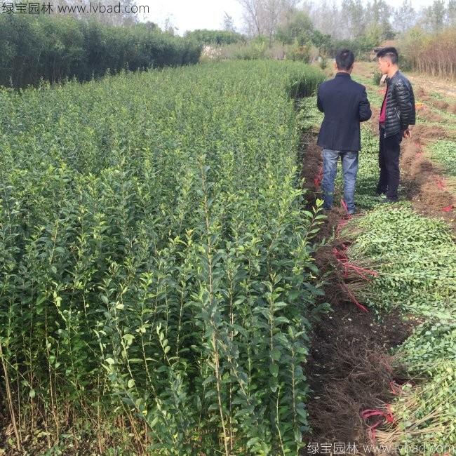 水臘苗水蠟小苗基地 水臘苗水蠟小苗基地