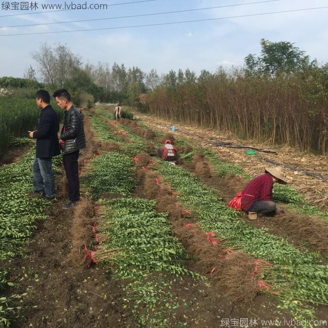 水臘苗水蠟小苗基地 水臘苗水蠟小苗基地