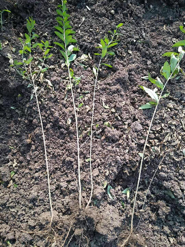 水臘苗水蠟小苗基地 水臘苗水蠟小苗基地