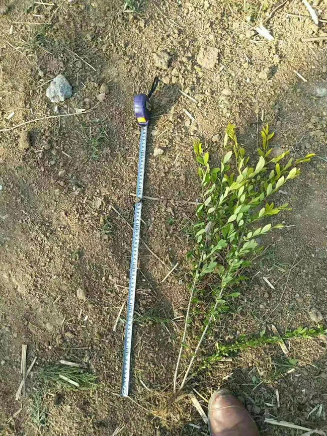 水臘苗水蠟小苗基地 水臘苗水蠟小苗基地