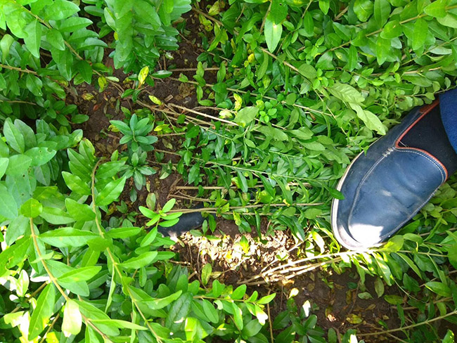 水臘苗水蠟小苗基地 水臘苗水蠟小苗基地