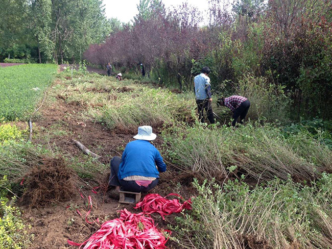 水臘苗水蠟小苗基地 水臘苗水蠟小苗基地