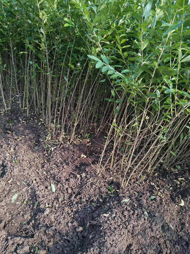 水臘苗水蠟小苗基地 水臘苗水蠟小苗基地