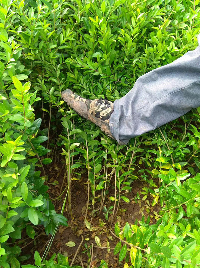 水臘苗水蠟小苗基地 水臘苗水蠟小苗基地