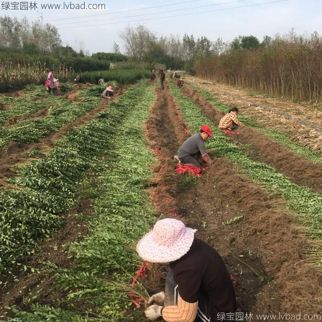 水臘苗水蠟小苗基地 水臘苗水蠟小苗基地