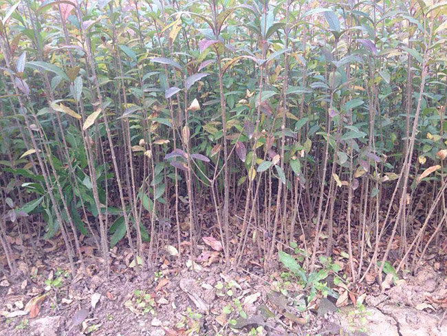 水臘苗水蠟小苗基地 水臘苗水蠟小苗基地