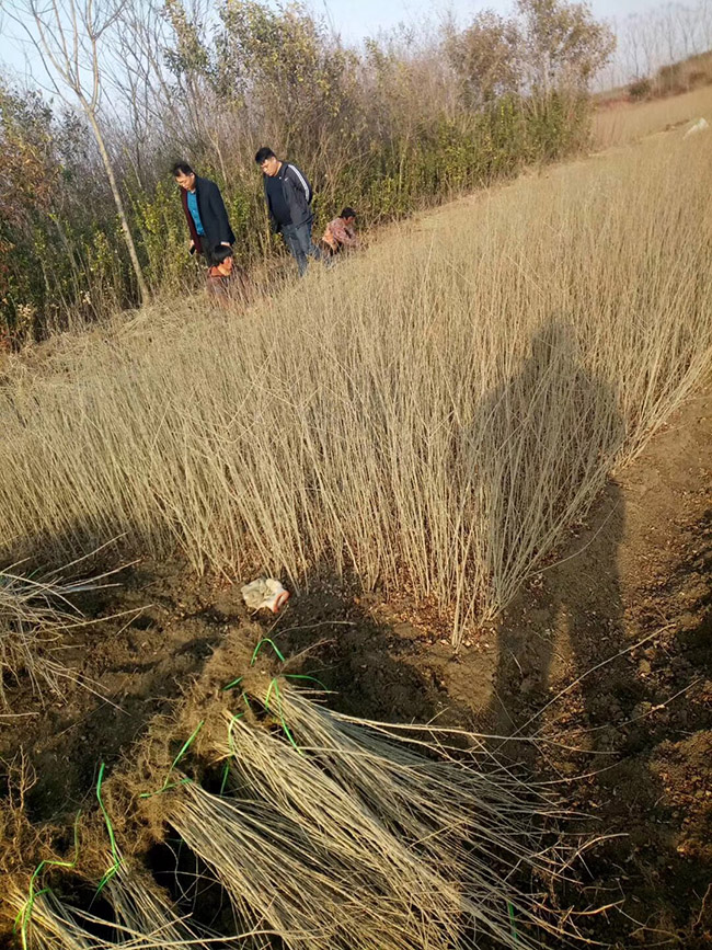 水臘苗水蠟小苗基地 水臘苗水蠟小苗基地