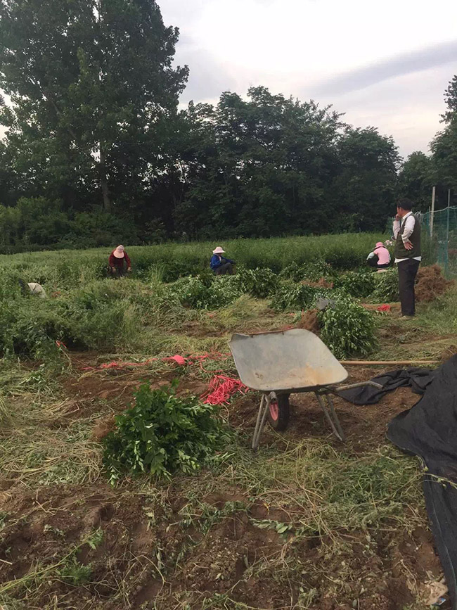 水臘苗水蠟小苗基地 水臘苗水蠟小苗基地