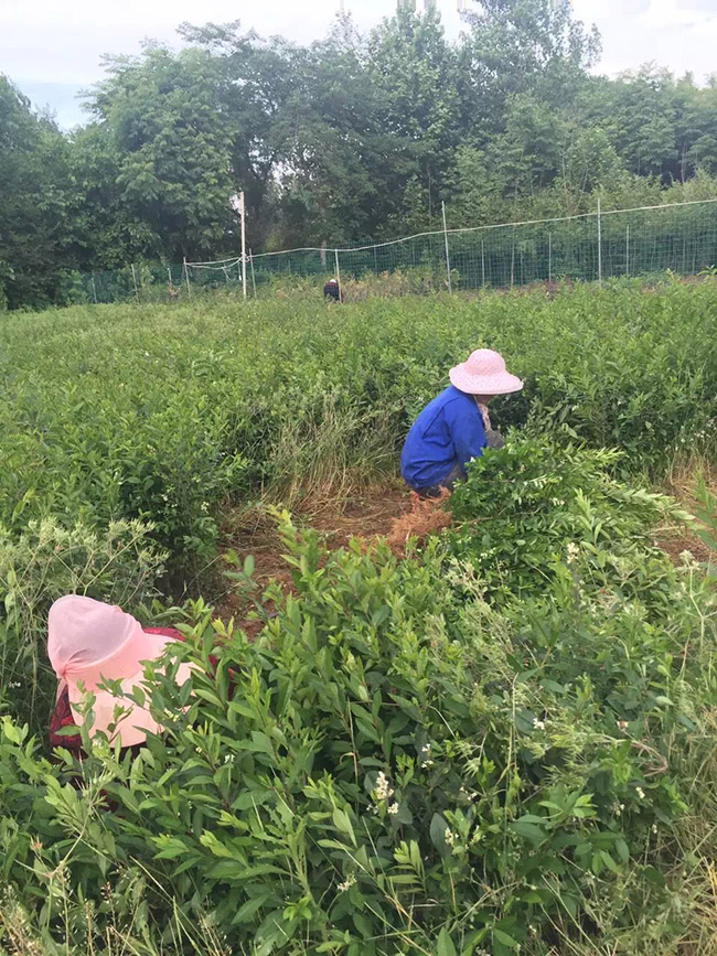 水臘苗水蠟小苗基地 水臘苗水蠟小苗基地