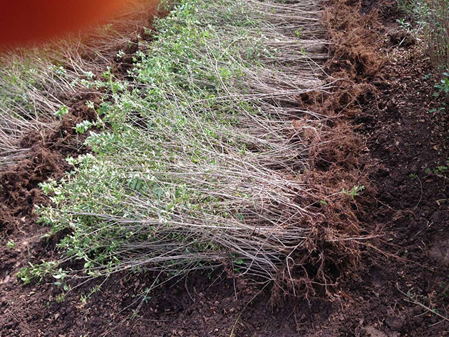 水臘苗水蠟小苗基地 水臘苗水蠟小苗基地