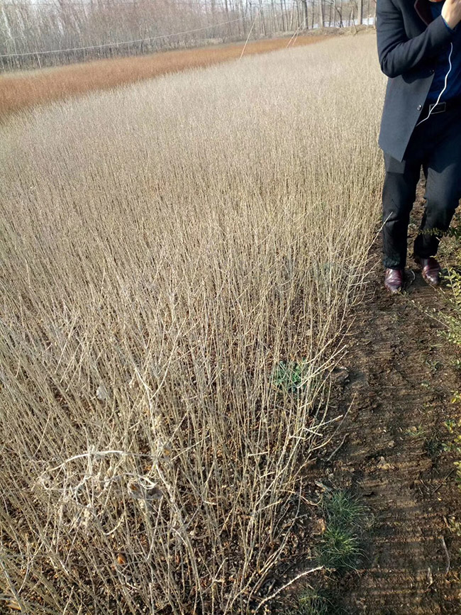 水臘苗水蠟小苗基地 水臘苗水蠟小苗基地