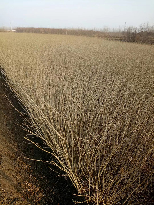 水臘苗水蠟小苗基地 水臘苗水蠟小苗基地