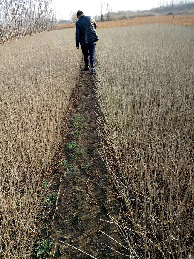 水臘苗水蠟小苗基地 水臘苗水蠟小苗基地