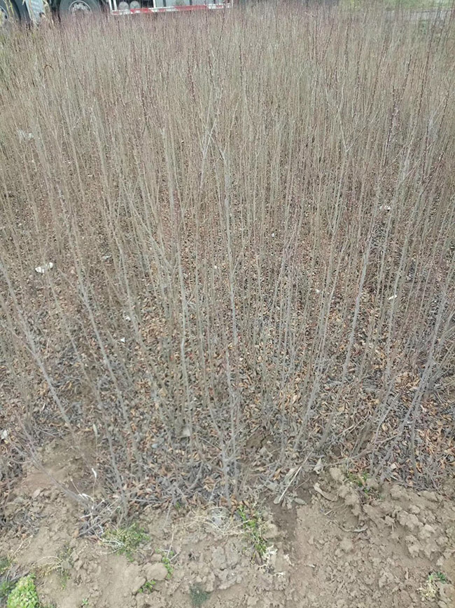 水臘苗水蠟小苗基地 水臘苗水蠟小苗基地