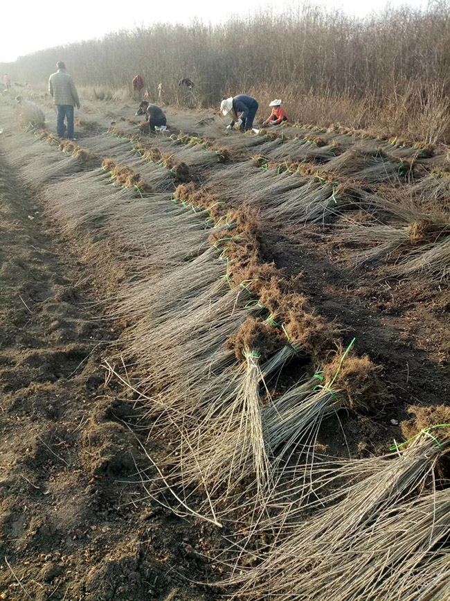 水臘苗水蠟小苗基地 水臘苗水蠟小苗基地