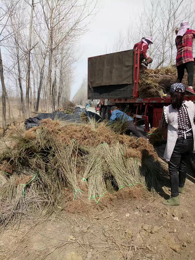 水臘苗水蠟小苗基地 水臘苗水蠟小苗基地