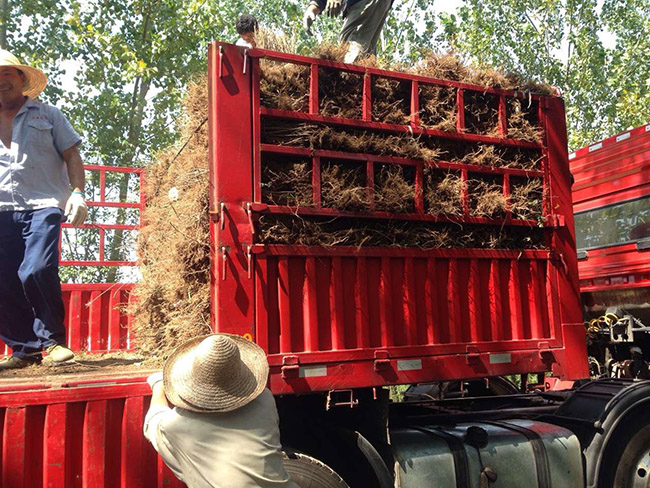 水臘苗水蠟小苗基地 水臘苗水蠟小苗基地