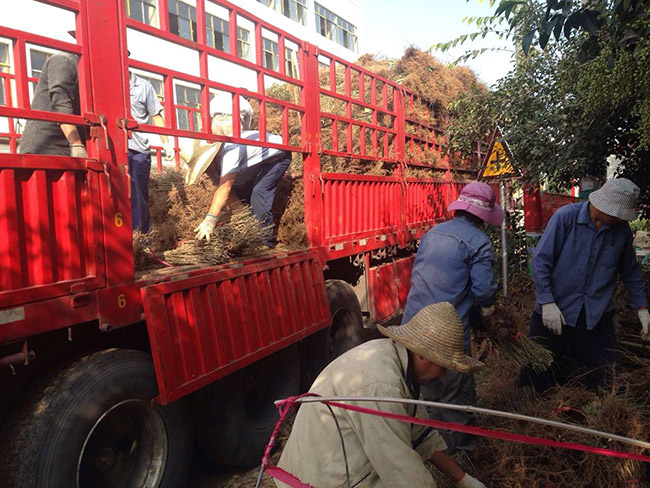 水臘苗水蠟小苗基地 水臘苗水蠟小苗基地
