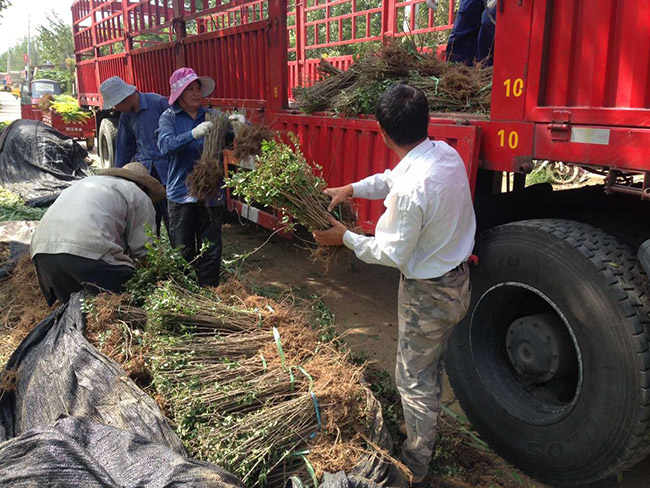 水臘苗水蠟小苗基地 水臘苗水蠟小苗基地