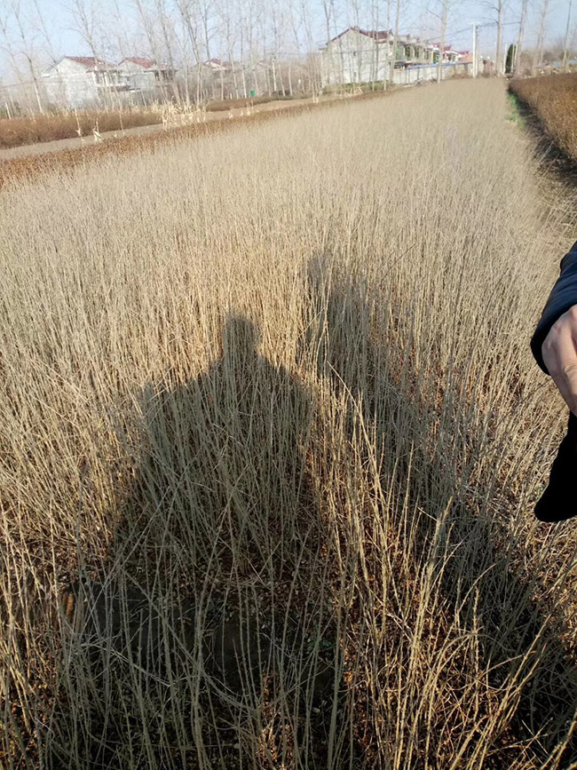 水臘苗水蠟小苗基地 水臘苗水蠟小苗基地