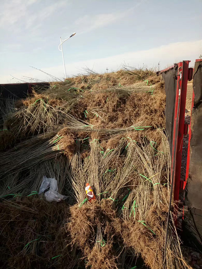 水臘苗水蠟小苗基地 水臘苗水蠟小苗基地